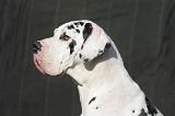 DOGUE ALLEMAND 630
